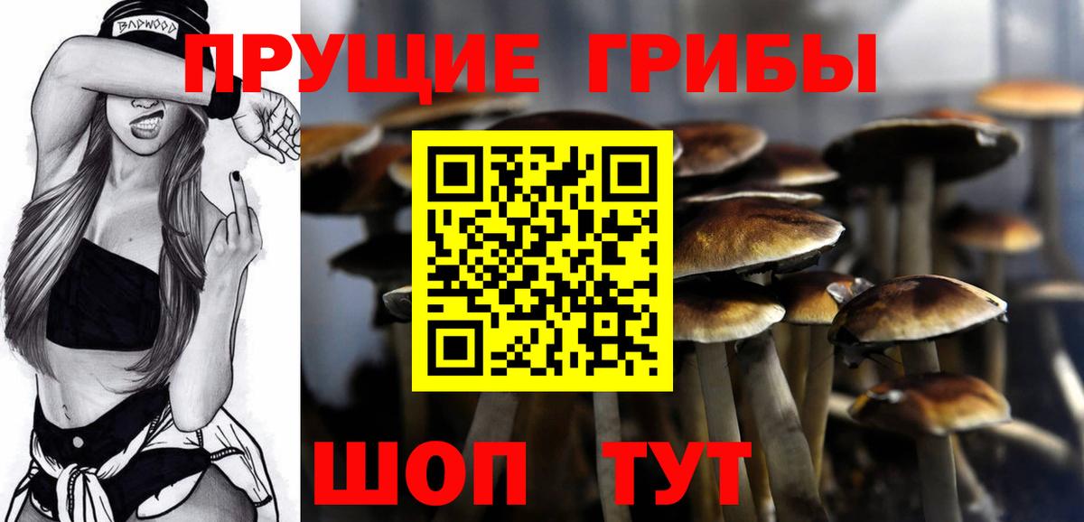 Звенигород  где купить   Вход с VPN  Псилоцибиновые грибы GOLDEN TEACHER 